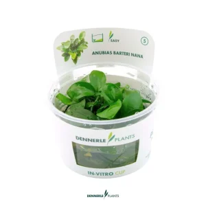 Zwergspeerblatt, Anubias nana, In Vitro Begrenztes Angebot